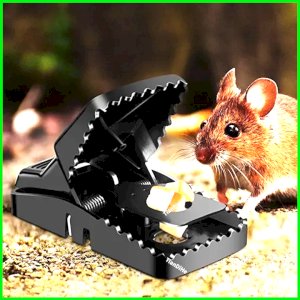 Rat trap
