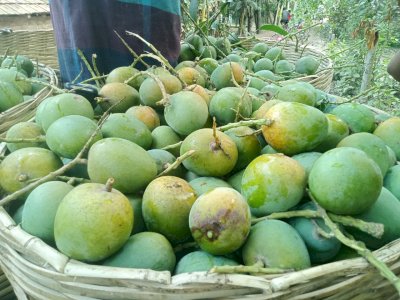 10 KG Himsagor Mango (সরাসরী সাতক্ষীরার বাগান থেকে)