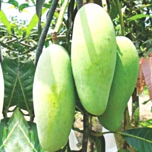 10 KG Nak Fazli Mango 